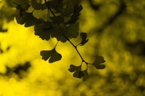 Top 3 Ginkgo Biloba Health Benefits